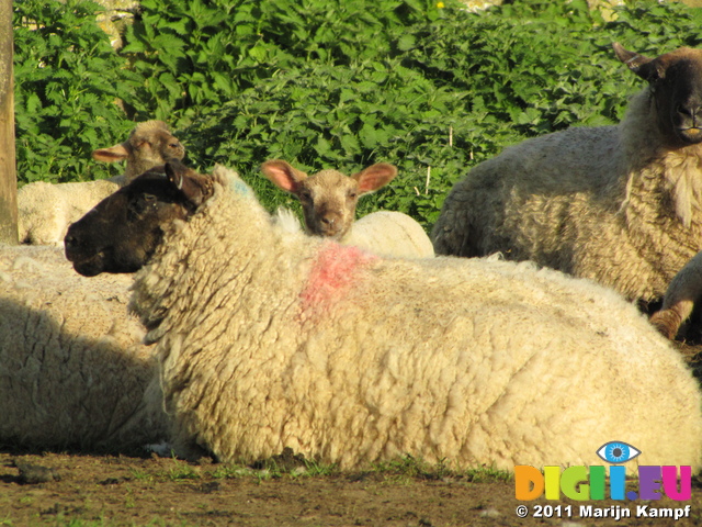 SX18029 Sheep and lamb